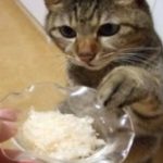 猫のウェットフードのおすすめ！無添加で安全な通販で人気なのは？