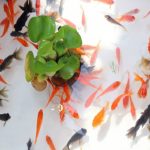 金魚の餌でおすすめなのは？フレークや粒で食べやすいランキング！