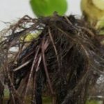 メダカの産卵の水草でおすすめの種類や代用できるものは？