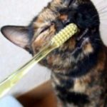 猫の歯磨きにはおやつを！歯垢に効果があるおすすめ商品とは？