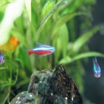 飼いやすい魚ランキング！初心者でも簡単なおすすめの熱帯魚は？