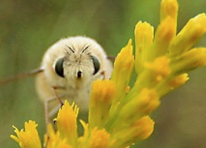 ロイヤリティフリー世界一 可愛い 虫 最高の動物画像