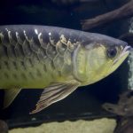 アロワナの餌のおすすめは？回数や量、食べない時や稚魚用も紹介！