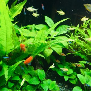 飼いやすい淡水魚ランキング 初心者でも簡単なおすすめの種類は