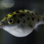 ミドリフグの餌のおすすめは？回数や量、食べない時や稚魚用も紹介！