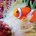 海水魚の飼育の方法や必要なもの、初心者におすすめな用品は？