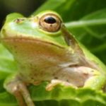 カエルをペットに！種類や値段、飼いやすいおすすめランキング！