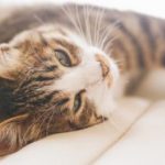 猫の熱中症の症状や対策、予防方法とは？応急処置やグッズも紹介！