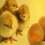 鶏の卵を孵化させるには？方法や温度、期間はどのくらいかかる？