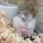 ハムスターの熱中症の症状や対策、予防方法とは？応急処置やグッズも！