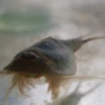 カブトエビの飼育方法！エサやケースの大きさ、卵の産ませ方も！