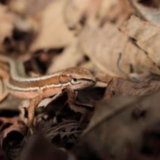 カナヘビの餌 頻度や量 食べない時の対処法や虫以外のおすすめも