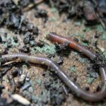 ミミズを飼育！繁殖方法や餌、おすすめの飼育箱や腐葉土もご紹介！