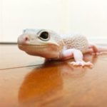 爬虫類のケージを自作！簡単な作り方や必要な材料、道具とは？