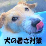 犬の暑さ対策！熱中症の予防方法とは？応急処置やグッズも紹介！