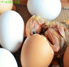 卵を孵化させるコツ1