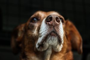犬の鼻づまりの原因や症状 すぐにできる対処法や治し方 ツボってある