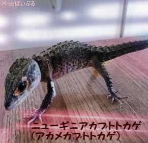 ニューギニアカブトトカゲ