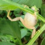 カエルの餌！頻度や量、虫以外のおすすめや食べない時の対処法も！