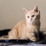 飼いにくい猫ランキング！人気はあるが初心者には難しいとされる種類とは？
