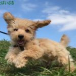 飼いやすい小型犬ランキング！初心者や一人暮らしでおすすめな種類！散歩は必要？