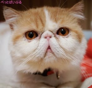 猫の品種 性格や値段や特徴から飼いやすい種類の一覧