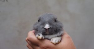 うさぎはなつく なつかない原因とは 仲良くなる方法と人懐っこい種類を紹介